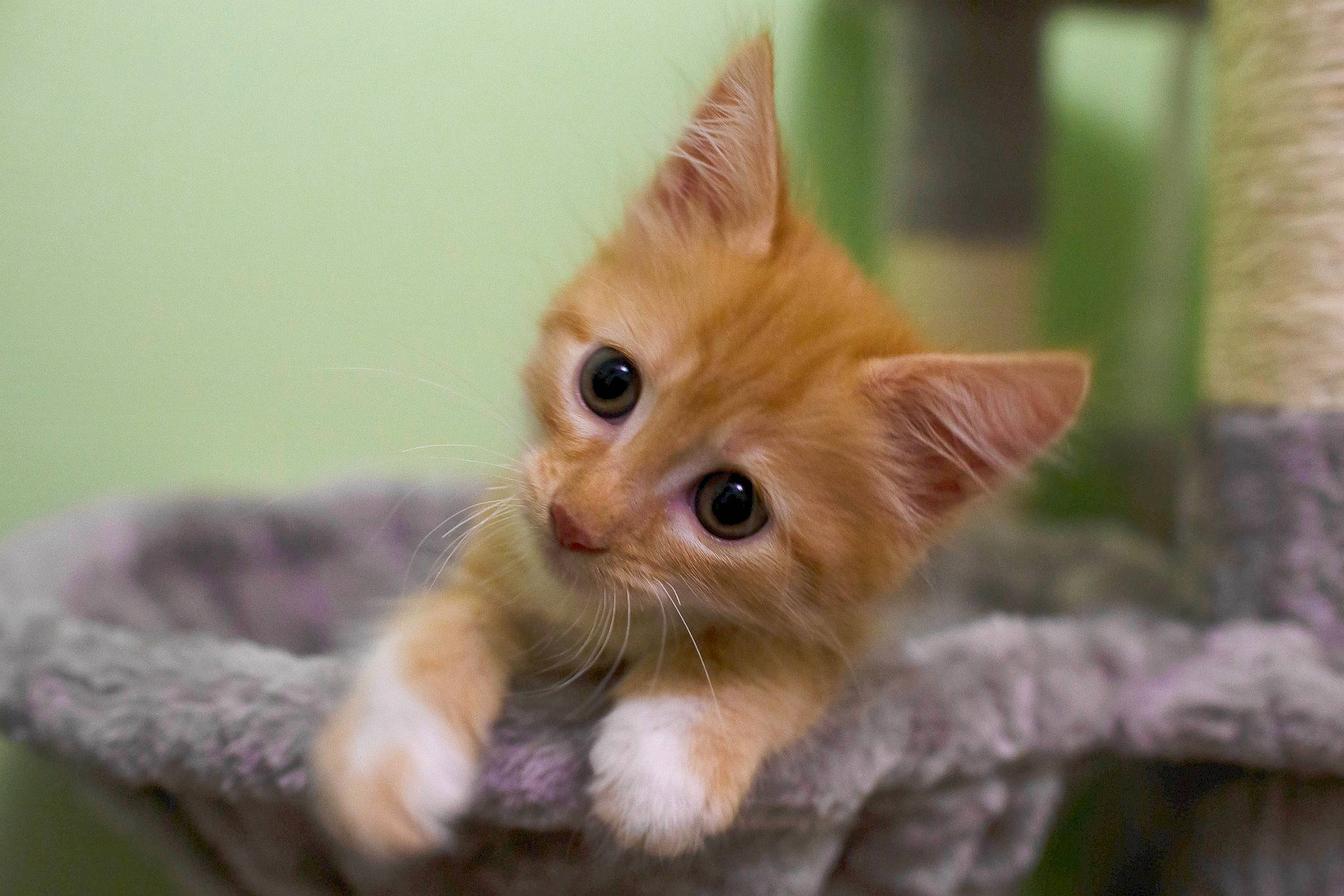 Phoenix a rejoint le concours — aidez-le/la à gagner de superbes lots ! carnivore, cat, claw, close_up, domestic_short_haired_cat, ear, eye, fawn, felidae, fur, liver, paw, small_to_medium_sized_cats, snout, tail, terrestrial_animal, toy, whiskers, wildlife, wood