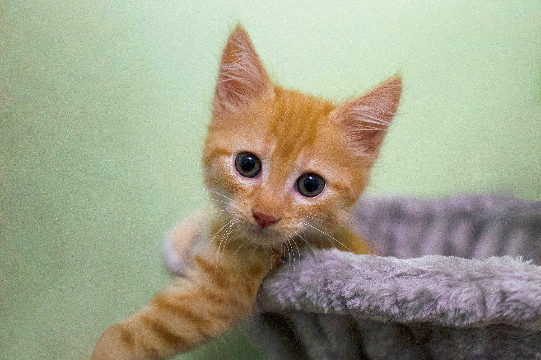 Phoenix a rejoint le concours — aidez-le/la à gagner de superbes lots ! carnivore, cat, claw, close_up, domestic_short_haired_cat, eye, fawn, felidae, fur, head, iris, paw, sitting, small_to_medium_sized_cats, snout, tail, terrestrial_animal, whiskers, wood