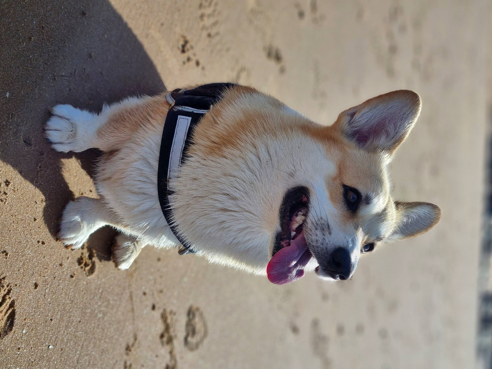 Reggae participe au concours pour gagner de l'argent avec cette photo : canidae, carnivore, collar, companion_dog, dog, dog_breed, dog_collar, dog_supply, fawn, felidae, fur, leash, paw, pet_supply, plant, snout, sporting_group, tail, whiskers, working_animal