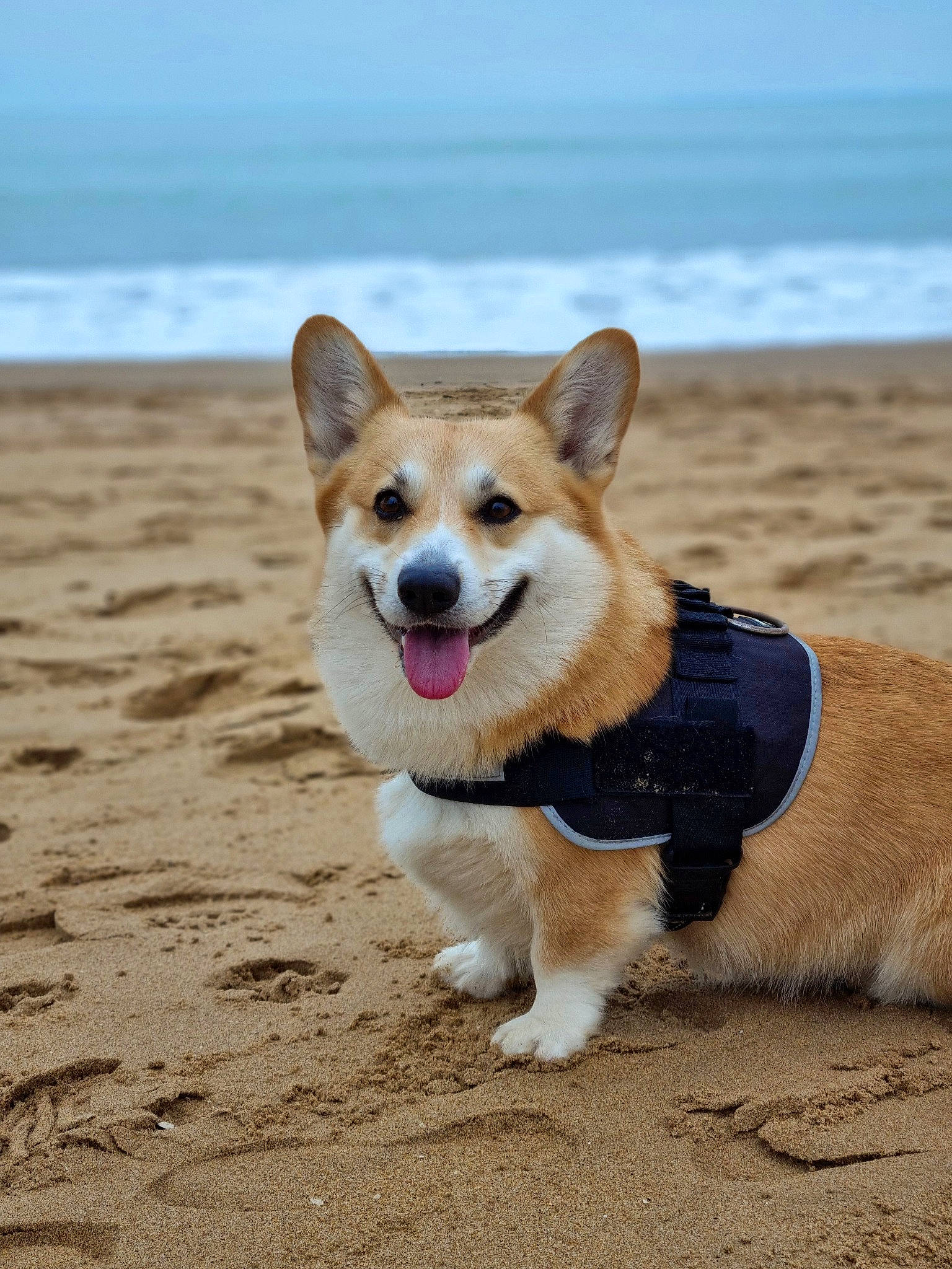 Reggae participe au concours pour gagner de l'argent avec cette photo : beach, canidae, carnivore, collar, companion_dog, dog, dog_breed, dog_collar, dog_supply, fawn, herding_dog, ocean, pet_supply, sky, snout, sporting_group, tail, water, working_animal, working_dog