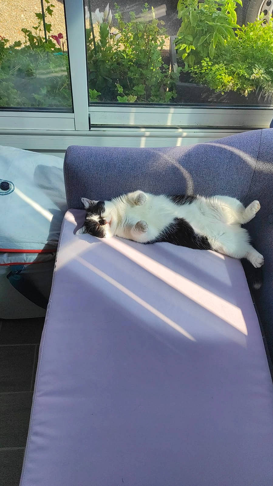 Réglisse participe au concours pour gagner de l'argent avec cette photo : automotive_exterior, carnivore, cat, comfort, companion_dog, dog_breed, felidae, fur, glass, grass, linens, plant, shade, small_to_medium_sized_cats, sporting_group, tail, tints_and_shades, vehicle_door, whiskers, window