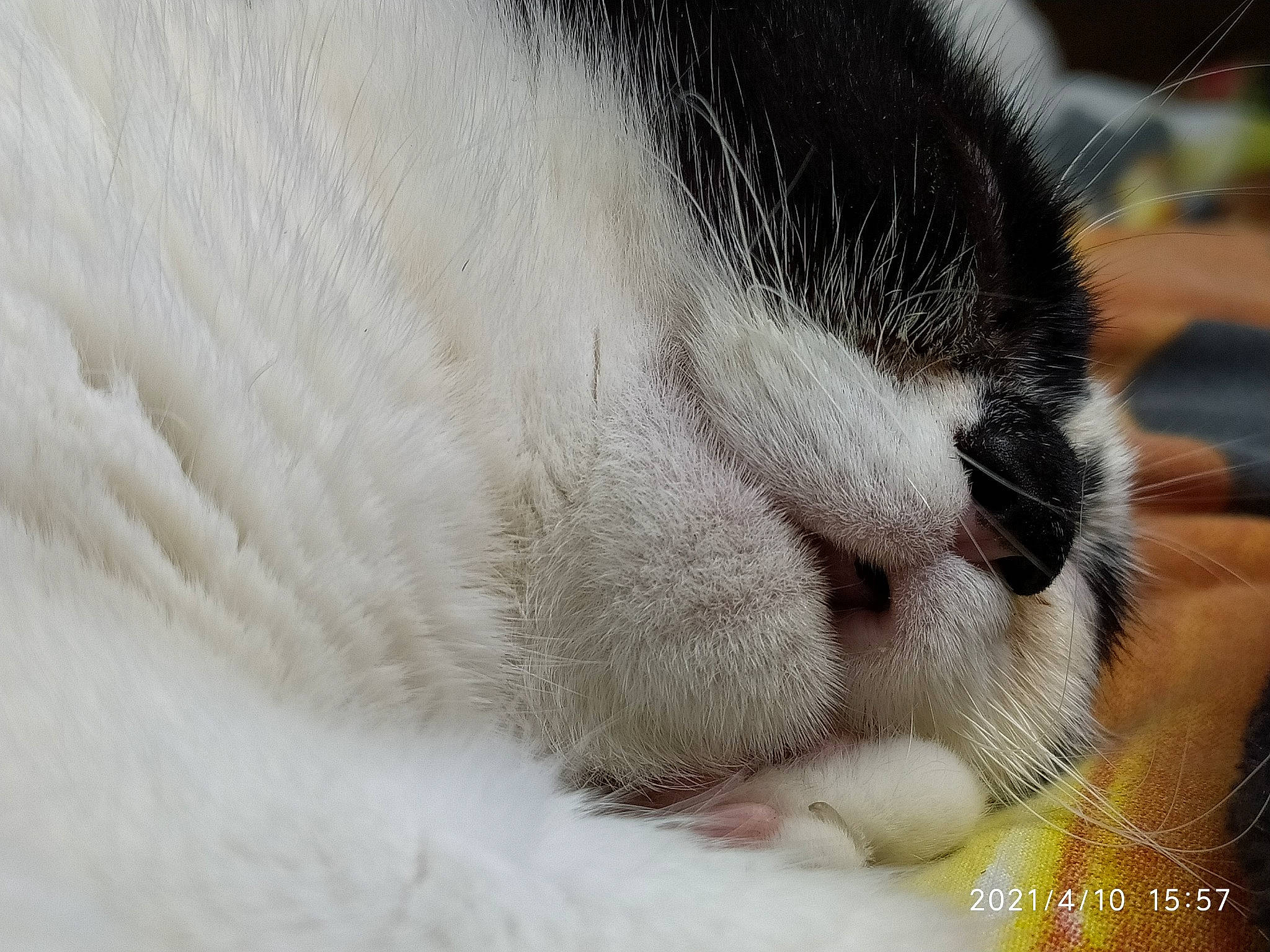 Réglisse participe au concours pour gagner de l'argent avec cette photo : carnivore, cat, claw, comfort, domestic_short_haired_cat, eyelash, felidae, fur, nap, paw, sleep, small_to_medium_sized_cats, snout, terrestrial_animal, whiskers