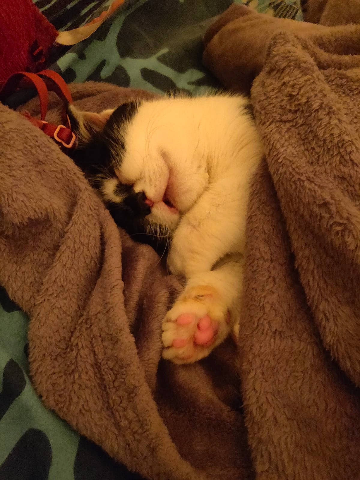 Réglisse a rejoint le concours — aidez-le/la à gagner de superbes lots ! canidae, carnivore, cat, claw, comfort, companion_dog, domestic_short_haired_cat, fawn, felidae, fur, lap, linens, nap, paw, sleep, small_to_medium_sized_cats, snout, tail, whiskers, wool