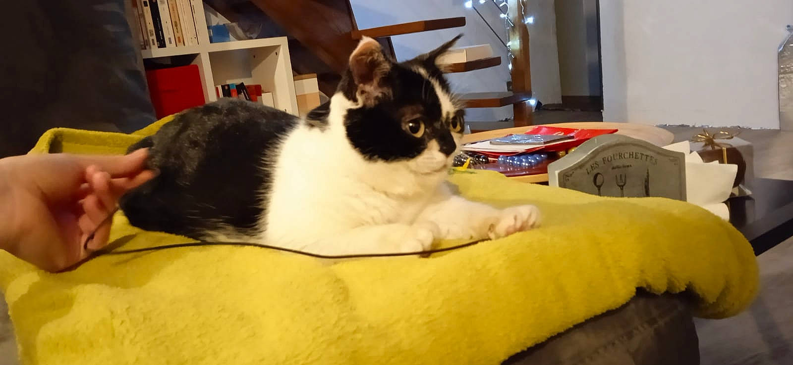 Réglisse participe au concours pour gagner de l'argent avec cette photo : bookcase, carnivore, cat, cat_supply, comfort, companion_dog, dog_breed, domestic_short_haired_cat, felidae, fur, hardwood, lap, linens, paw, room, shelf, small_to_medium_sized_cats, tail, whiskers, wood