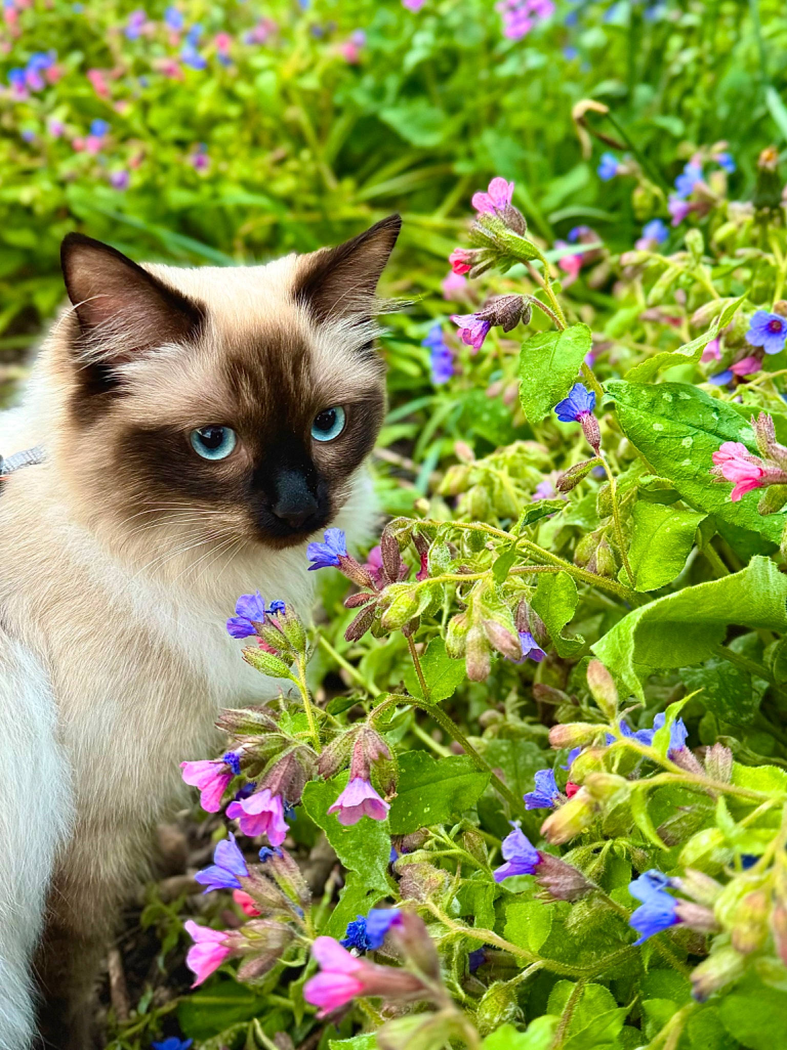 Pika joined the competition — help win amazing prizes! annual_plant, blue, botany, carnivore, cat, fawn, felidae, flower, flowering_plant, grass, green, groundcover, herbaceous_plant, iris, petal, plant, shrub, siamese, snout, whiskers