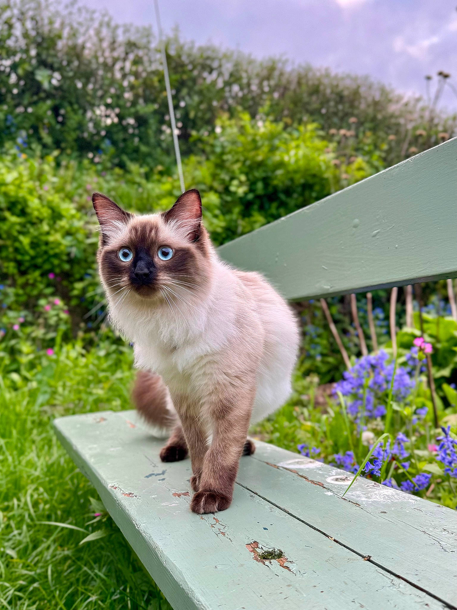 Pika is registered to the contest to win money with this photo: carnivore, cat, cloud, fawn, felidae, flower, grass, groundcover, plant, ragdoll, shrub, siamese, sky, small_to_medium_sized_cats, tail, thai, tree, whiskers, window, wood