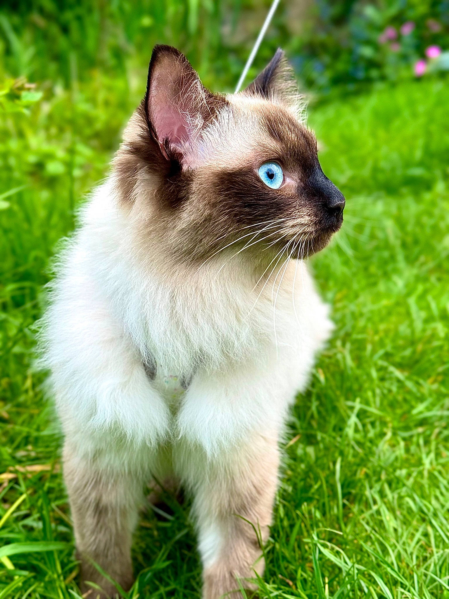 Pika joined the competition — help win amazing prizes! carnivore, cat, domestic_short_haired_cat, eye, fawn, felidae, fur, grass, grassland, groundcover, iris, plant, siamese, small_to_medium_sized_cats, snout, tail, terrestrial_animal, thai, whiskers, wildlife