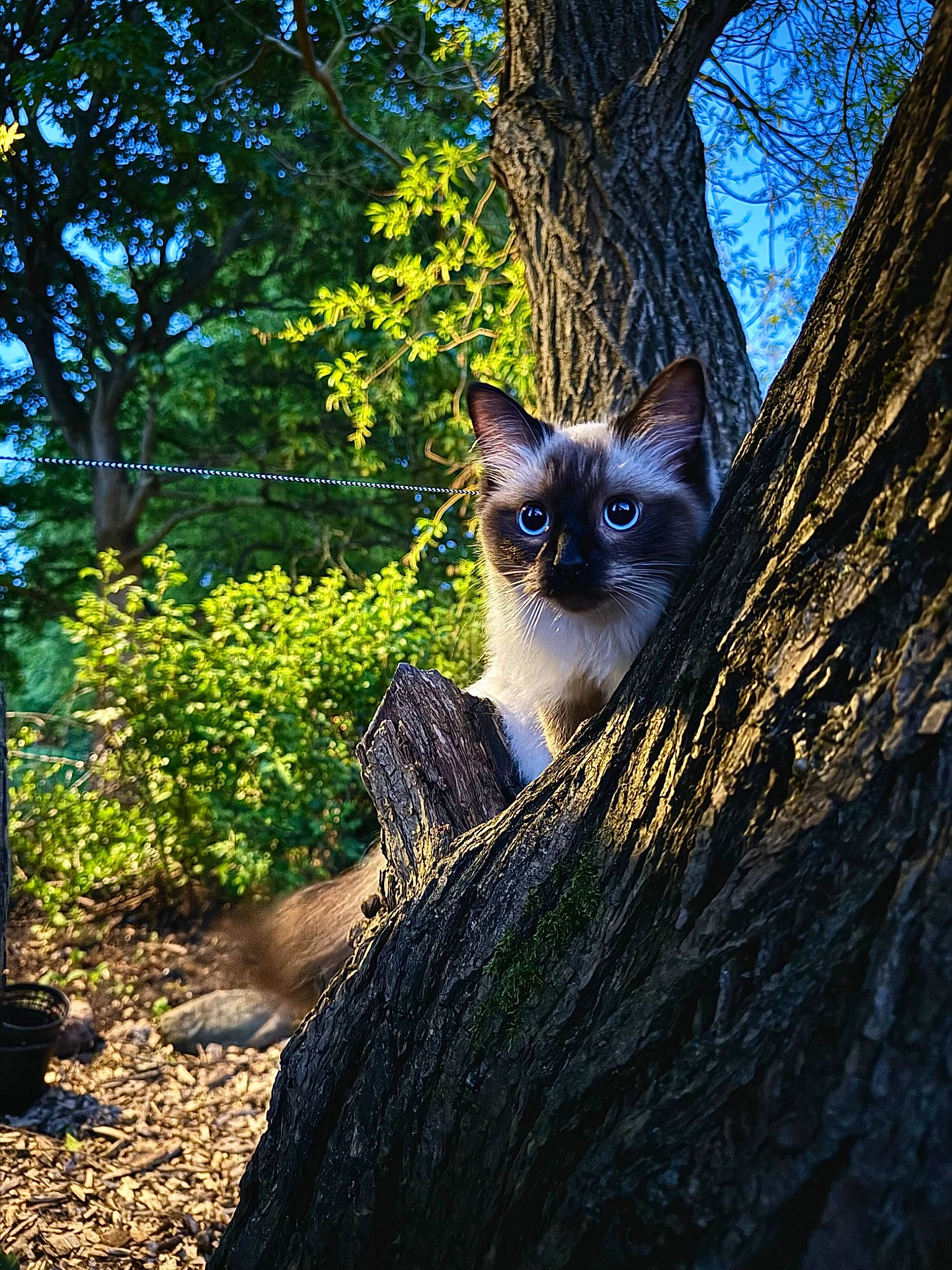 Pika is registered to the contest to win money with this photo: botany, branch, carnivore, cat, electric_blue, fawn, felidae, forest, grass, plant, small_to_medium_sized_cats, snout, sunlight, tail, tree, trunk, twig, whiskers, wood, woodland