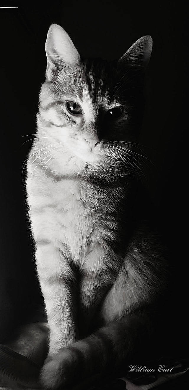 Tigrou