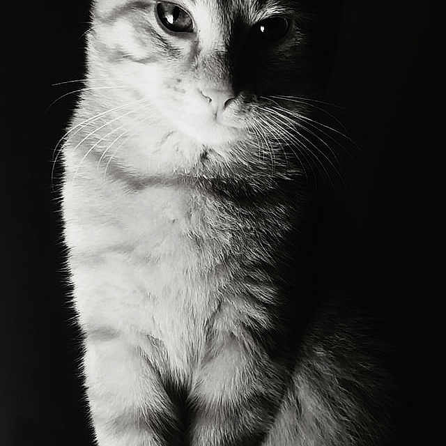 Tigrou