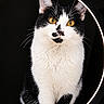 Oréo a rejoint le concours — aidez-le/la à gagner de superbes lots ! cat, tuxedo_cat, animal, pet, portrait, close_up, black_and_white, fur, whiskers, ears, eyes, golden_eyes, nose, sitting, indoors, studio_lighting, ring_light, dramatic, symmetrical, photography