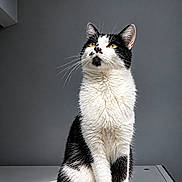 Oréo participe au concours pour gagner de l'argent avec cette photo : cat, black_and_white, tuxedo_cat, animal, pet, feline, sitting, portrait, whiskers, yellow_eyes, fluffy_fur, short_hair, indoors, gray_background, modern_interior, table, dramatic_lighting, looking_up, alert, photography