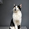 cat, black_and_white, tuxedo_cat, animal, pet, feline, sitting, portrait, whiskers, yellow_eyes, fluffy_fur, short_hair, indoors, gray_background, modern_interior, table, dramatic_lighting, looking_up, alert, photography