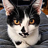 Oréo participe au concours pour gagner de l'argent avec cette photo : cat, tuxedo_cat, black_and_white, golden_eyes, close_up, portrait, whiskers, ears, fur, indoor, blanket, cozy, pet, feline, staring, face, head, gray, couch, sharp_focus
