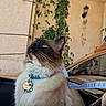 Bambino joined the competition — help win amazing prizes! cat, blue_eyes, fluffy, long_hair, siamese, bicolor, pet, animal, collar, pet_tag, whiskers, ears, sitting, portrait, outdoor, patio, plants, greenery, stroller, warm_lighting