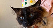 Bambino joined the competition — help win amazing prizes! cat, kitten, birthday_hat, party_hat, colorful, blue_eyes, long_hair, fluffy, whiskers, collar, pet, animal, portrait, close_up, being_held, indoor, pink_clothing, human_arm, festive, adorable