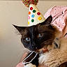 cat, kitten, birthday_hat, party_hat, colorful, blue_eyes, long_hair, fluffy, whiskers, collar, pet, animal, portrait, close_up, being_held, indoor, pink_clothing, human_arm, festive, adorable