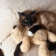 Bambino is registered to the contest to win money with this photo: cat, kitten, stuffed_animal, toy_dog, plush_toy, pet, feline, blue_eyes, long_fur, colorpoint, black_and_white, paws, sleeping, cuddling, indoors, blanket, bed, cozy, portrait, cute