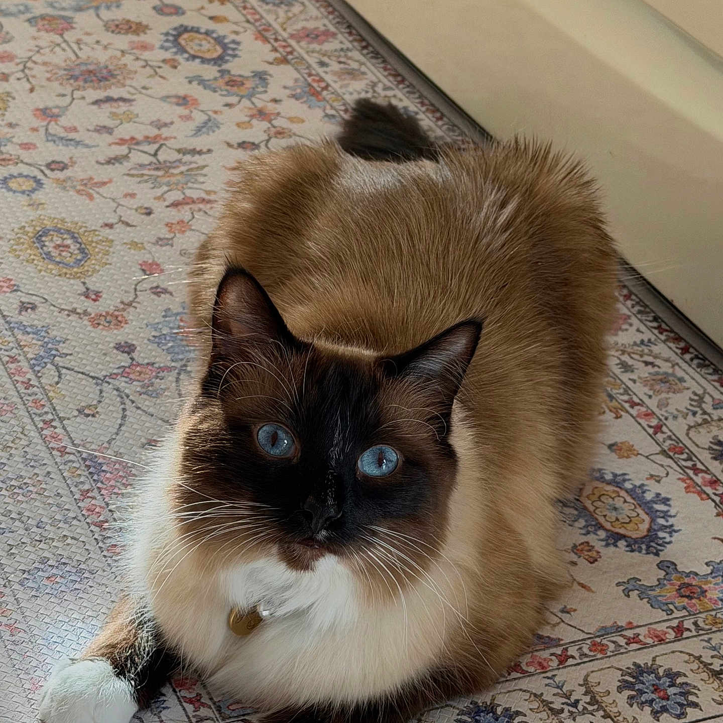 Bambino