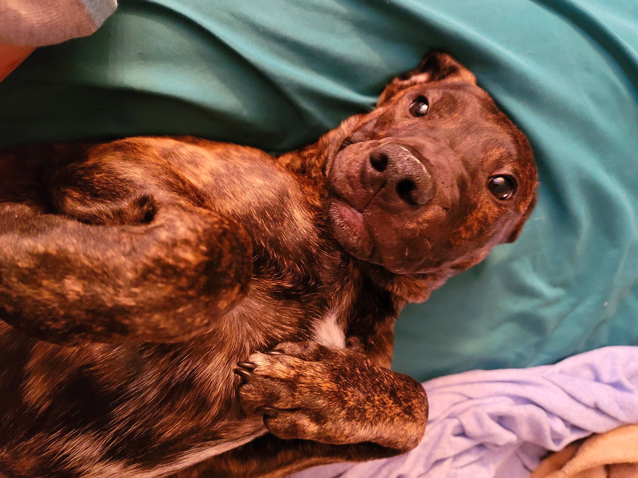 Titan joined the competition — help win amazing prizes! amphibian, art, canidae, carnivore, close_up, companion_dog, dog, dog_breed, fawn, fish, fur, liver, metal, sculpture, spaniel, sporting_group, terrestrial_animal, toy, whiskers, wildlife