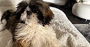 Adena participe au concours pour gagner de l'argent avec cette photo : dog, pet, fluffy, small_dog, indoor, blanket, cozy, fur, living_room, chair, curtains, white, brown, black, cute, comfort, relaxing, animal, domestic, portrait
