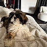 dog, pet, fluffy, small_dog, indoor, blanket, cozy, fur, living_room, chair, curtains, white, brown, black, cute, comfort, relaxing, animal, domestic, portrait