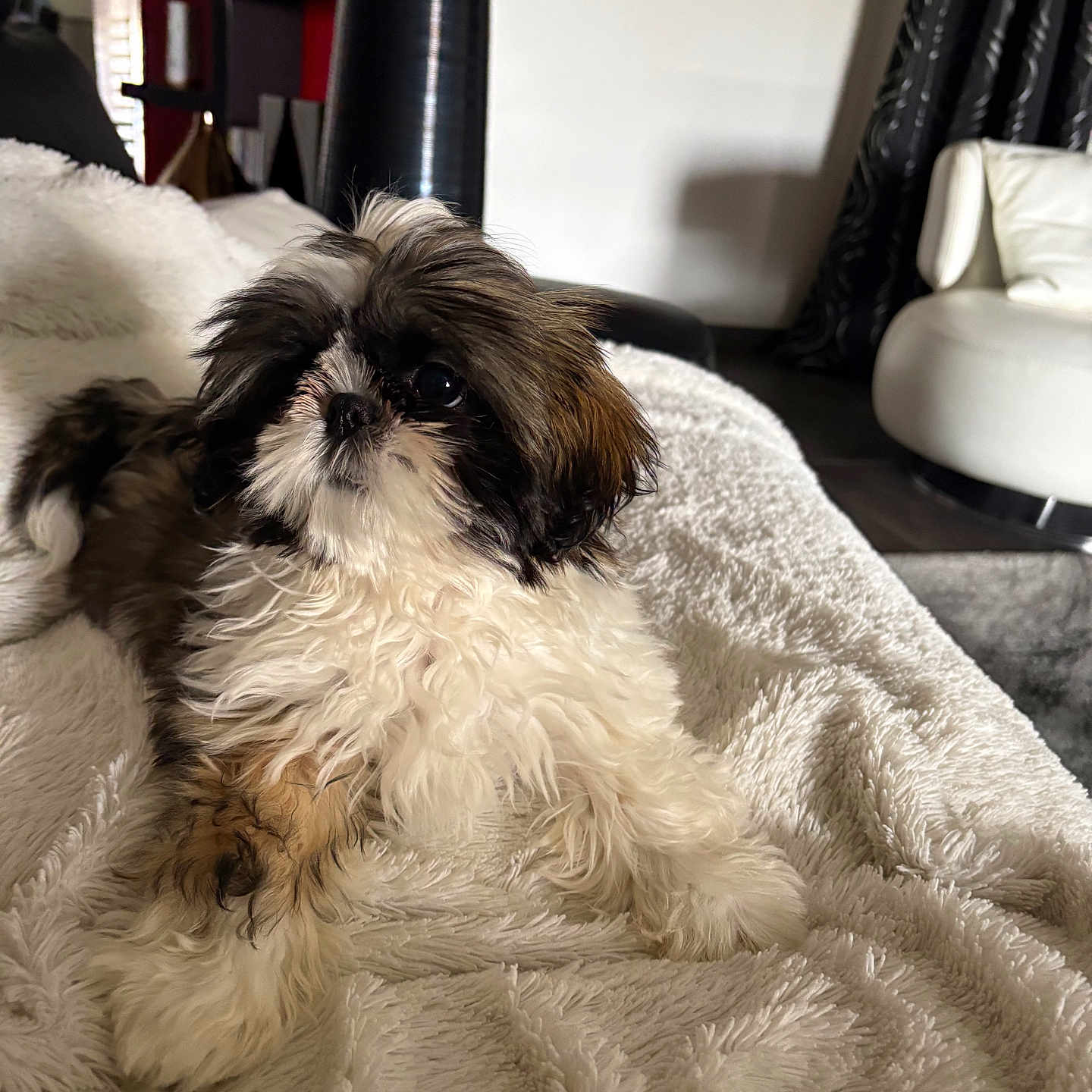Adena participe au concours pour gagner de l'argent avec cette photo : dog, pet, fluffy, small_dog, indoor, blanket, cozy, fur, living_room, chair, curtains, white, brown, black, cute, comfort, relaxing, animal, domestic, portrait