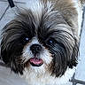 Adena participe au concours pour gagner de l'argent avec cette photo : dog, shih_tzu, fluffy, black_and_white, pet, cute, tongue_out, happy, looking_up, indoor, tile_floor, close_up, small_dog, fur, animal, companion, domestic_animal, friendly, portrait, adorable