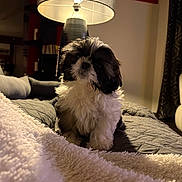 Adena participe au concours pour gagner de l'argent avec cette photo : puppy, dog, bed, blanket, lamp, indoor, cozy, fur, black_and_white, cute, pet, living_room, soft, home, comfort, small_dog, fluffy, animal, domestic, resting