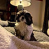 puppy, dog, bed, blanket, lamp, indoor, cozy, fur, black_and_white, cute, pet, living_room, soft, home, comfort, small_dog, fluffy, animal, domestic, resting