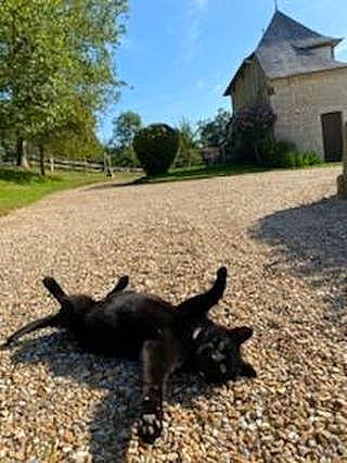 Sushi participe au concours pour gagner de l'argent avec cette photo : asphalt, canidae, carnivore, dinosaur, dog_breed, fawn, grass, house, landscape, plant, reptile, road_surface, scaled_reptile, sky, snout, sporting_group, tail, terrestrial_animal, tree, working_animal