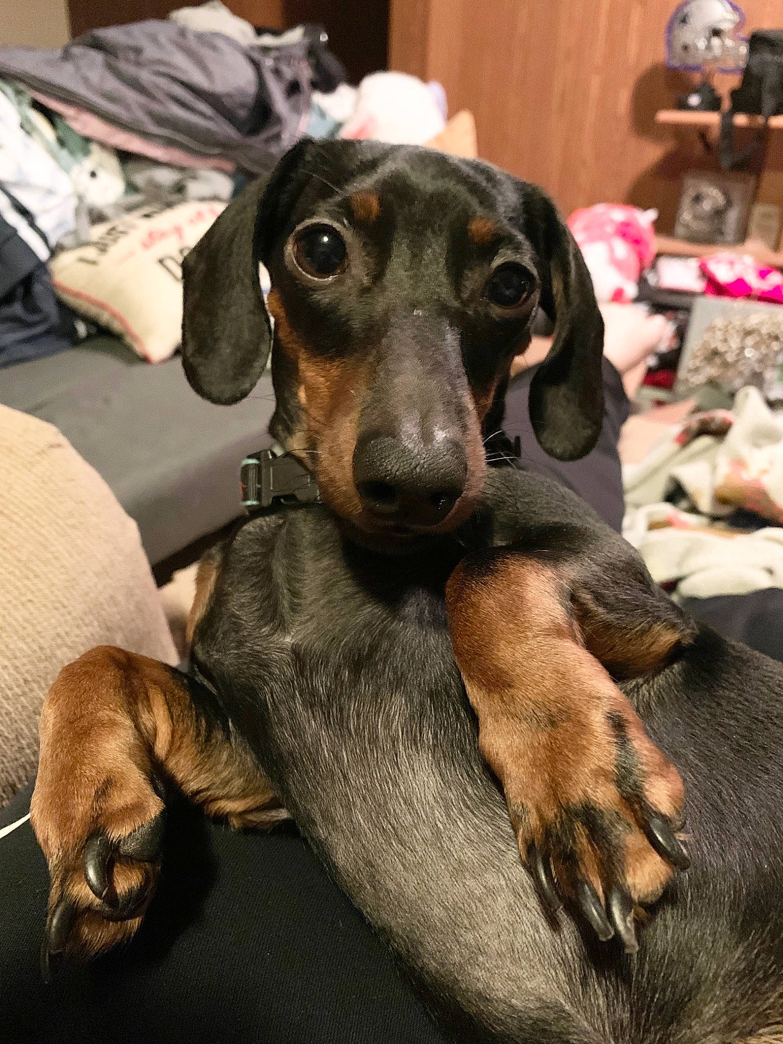 Elliott is registered to the contest to win money with this photo: canidae, carnivore, dachshund, dog, dog_breed, fawn, hound, mammal, puppy, snout, vertebrate