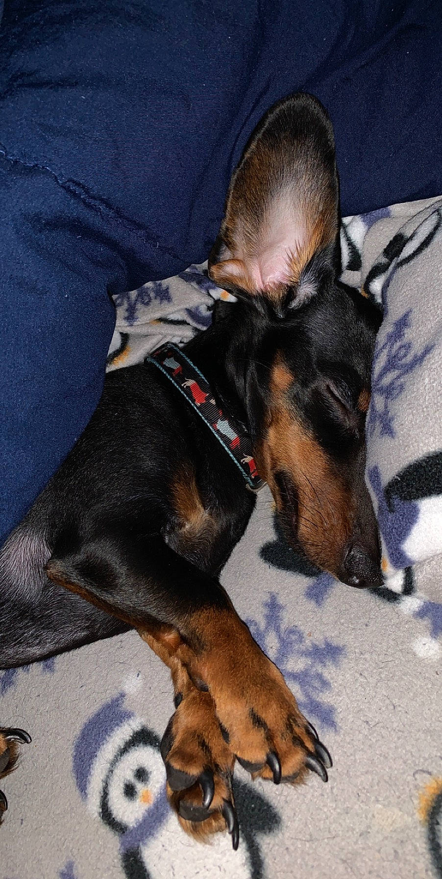 Elliott joined the competition — help win amazing prizes! canidae, carnivore, companion_dog, dobermann, dog, dog_breed, ear, english_toy_terrier, german_pinscher, guard_dog, jagdterrier, mammal, manchester_terrier, miniature_pinscher, pinscher, prazsky_krysarik, snout, toy_dog, toy_manchester_terrier, vertebrate