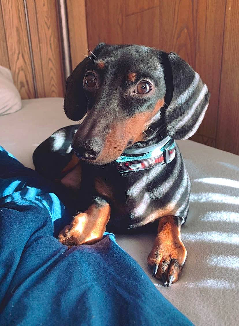 Elliott is registered to the contest to win money with this photo: beagador, canidae, carnivore, companion_dog, dachshund, dog, dog_breed, fawn, hellenikos_ichnilatis, hound, hunting_dog, mammal, smaland_hound, snout, transylvanian_hound, tyrolean_hound, vertebrate