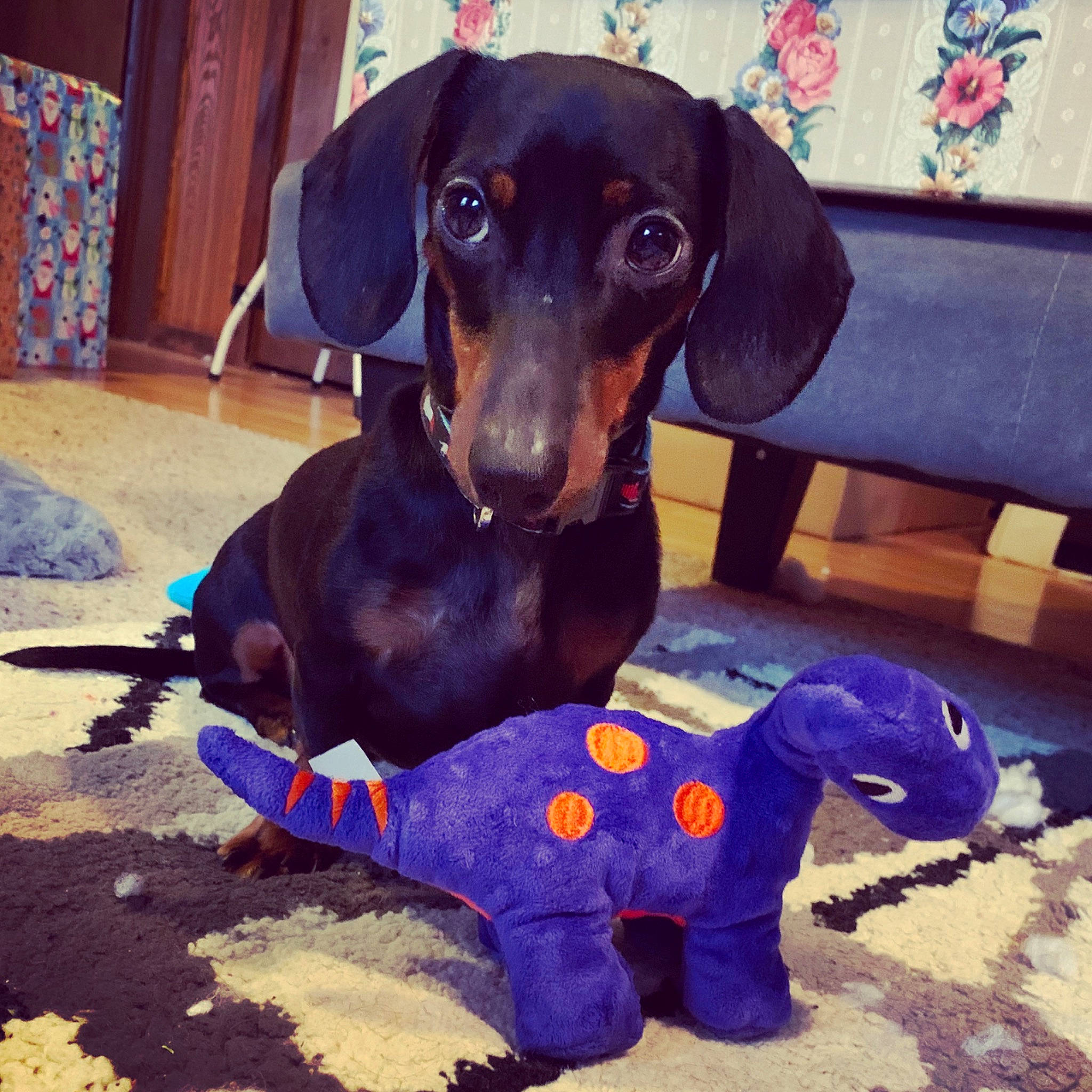 Elliott is registered to the contest to win money with this photo: beagador, canidae, carnivore, companion_dog, dachshund, dog, dog_breed, ear, puppy, sporting_group