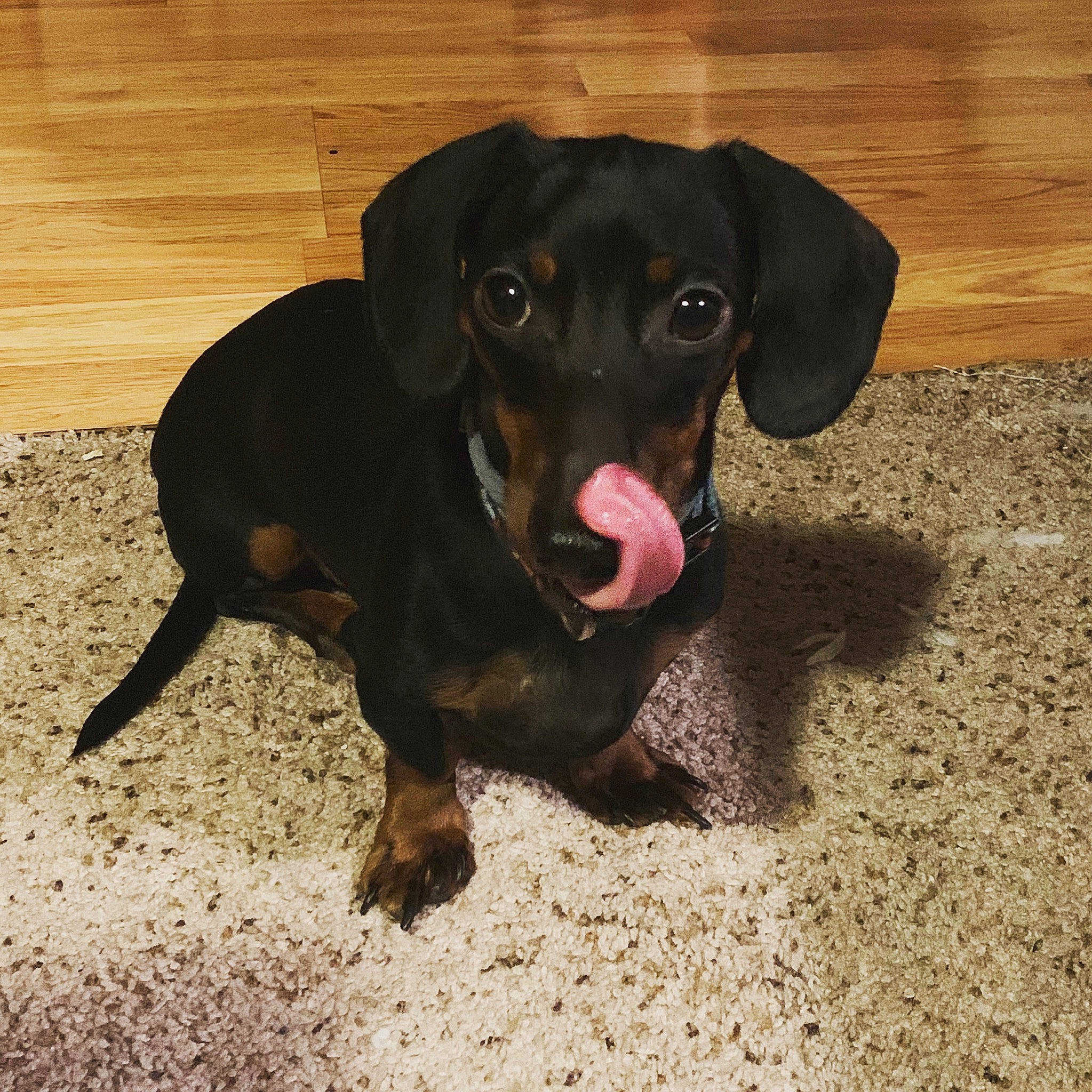 Elliott is registered to the contest to win money with this photo: beagador, canidae, carnivore, dachshund, dog, dog_breed, ear, german_pinscher, hellenikos_ichnilatis, hound, hunting_dog, mammal, patterdale_terrier, puppy, rare_breed_dog, smaland_hound, snout, tyrolean_hound, vertebrate, working_dog