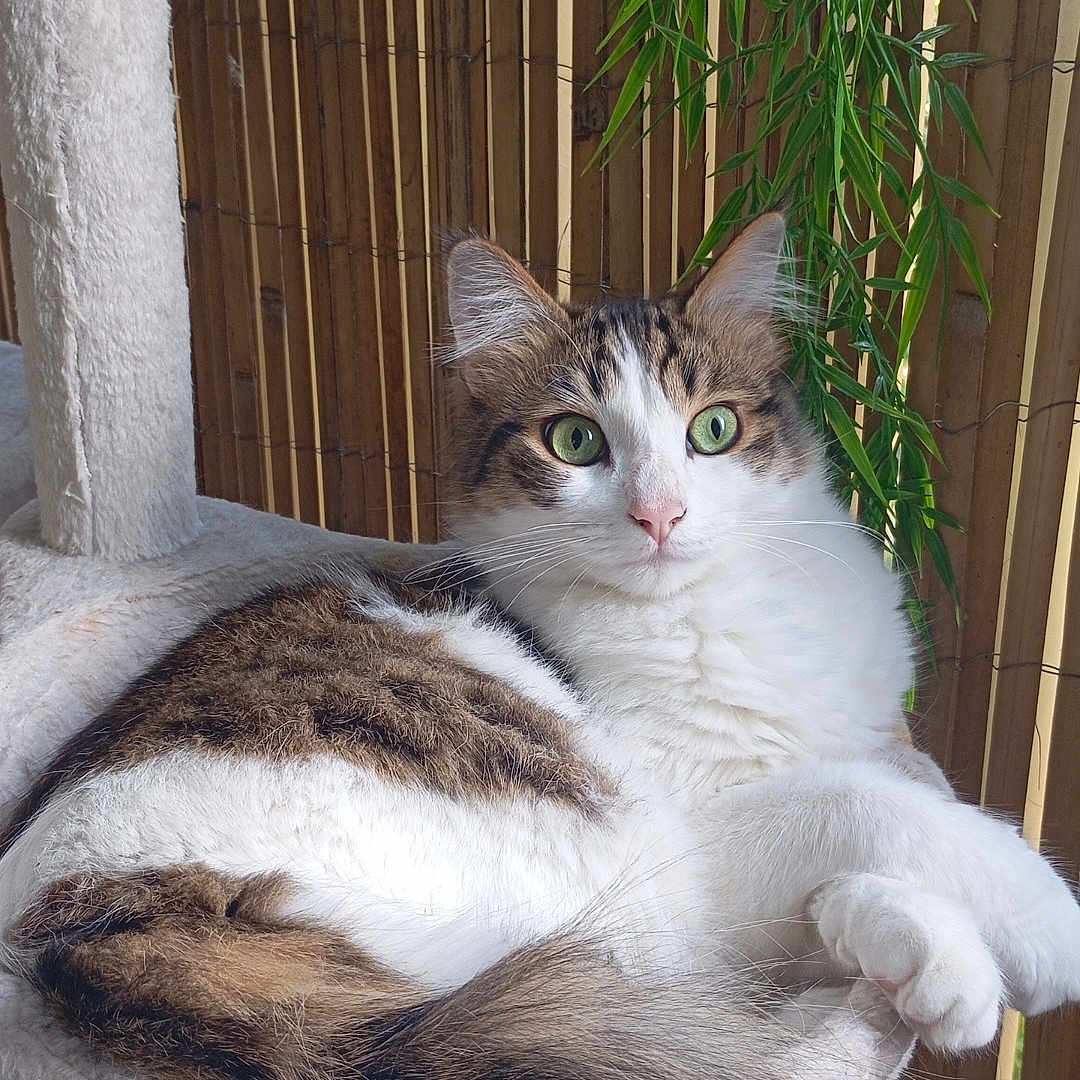 Alvin