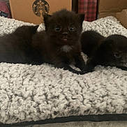 Zeke joined the competition — help win amazing prizes! kitten, cat, black_cat, pet, animal, furry, cute, fluffy, blanket, indoor, cozy, small, young, sleepy, resting, home, soft, box, cardboard, scratcher