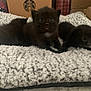 kitten, cat, black_cat, pet, animal, furry, cute, fluffy, blanket, indoor, cozy, small, young, sleepy, resting, home, soft, box, cardboard, scratcher