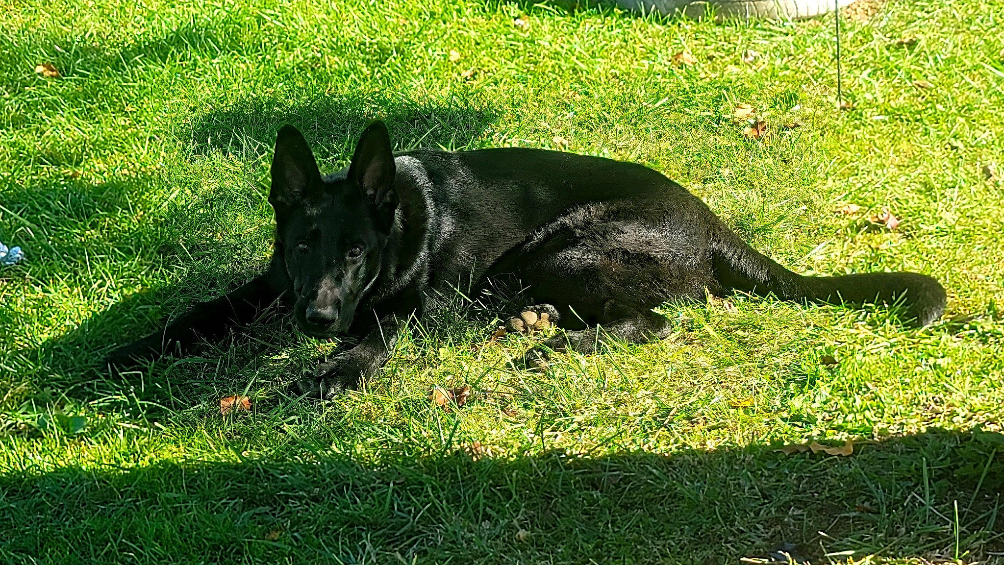 Sarge joined the competition — help win amazing prizes! borador, canidae, carnivore, companion_dog, dog, dog_breed, grass, grassland, groundcover, guard_dog, herding_dog, lawn, plant, shadow, sporting_group, tail, terrestrial_animal, tints_and_shades, working_animal, working_dog