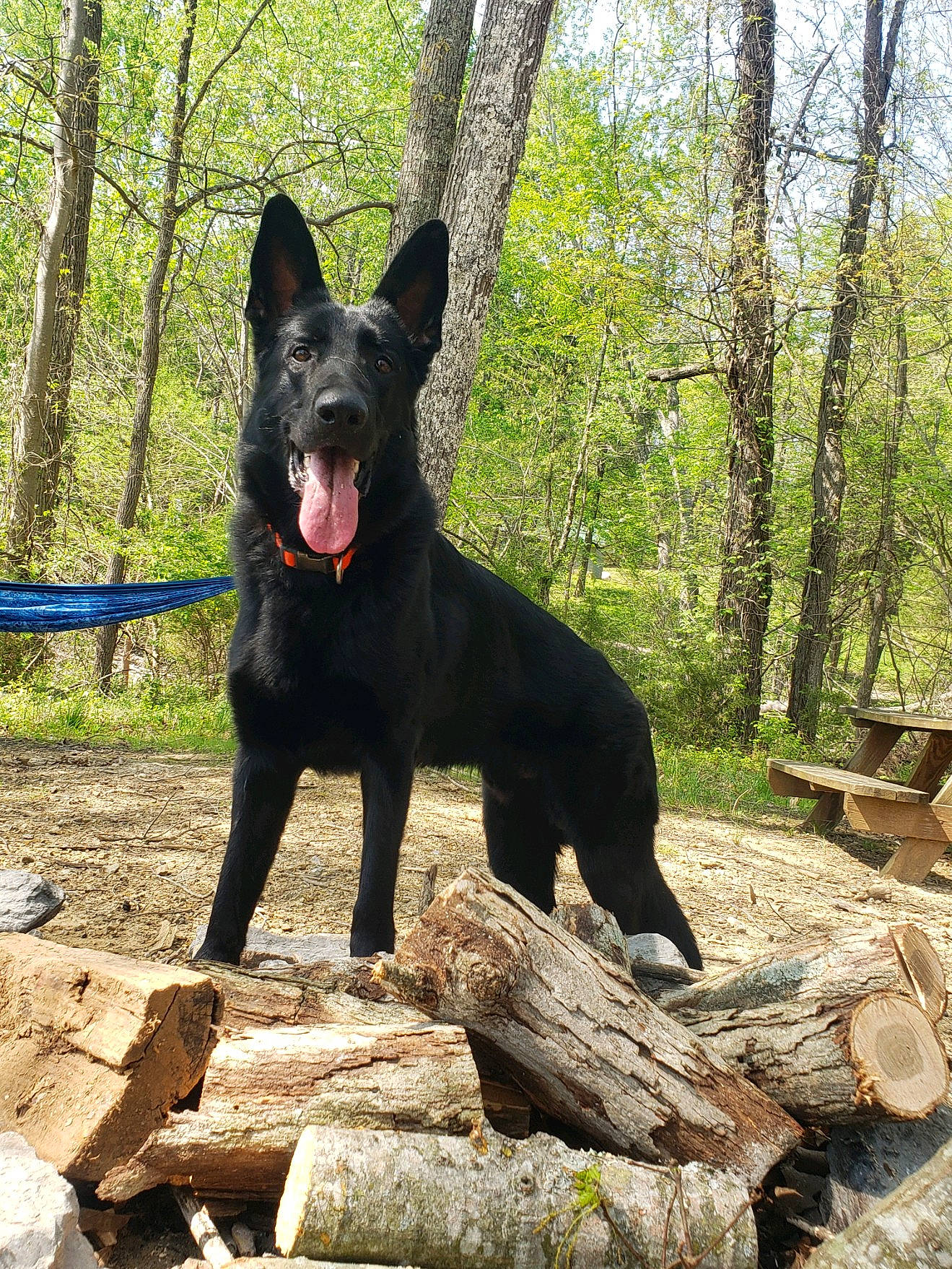 Sarge is registered to the contest to win money with this photo: black_norwegian_elkhound, canidae, carnivore, companion_dog, dog, dog_breed, dog_supply, non_sporting_group, plant, recreation, schipperke, snout, sporting_group, tail, terrestrial_animal, tree, walking, wood, working_animal, working_dog