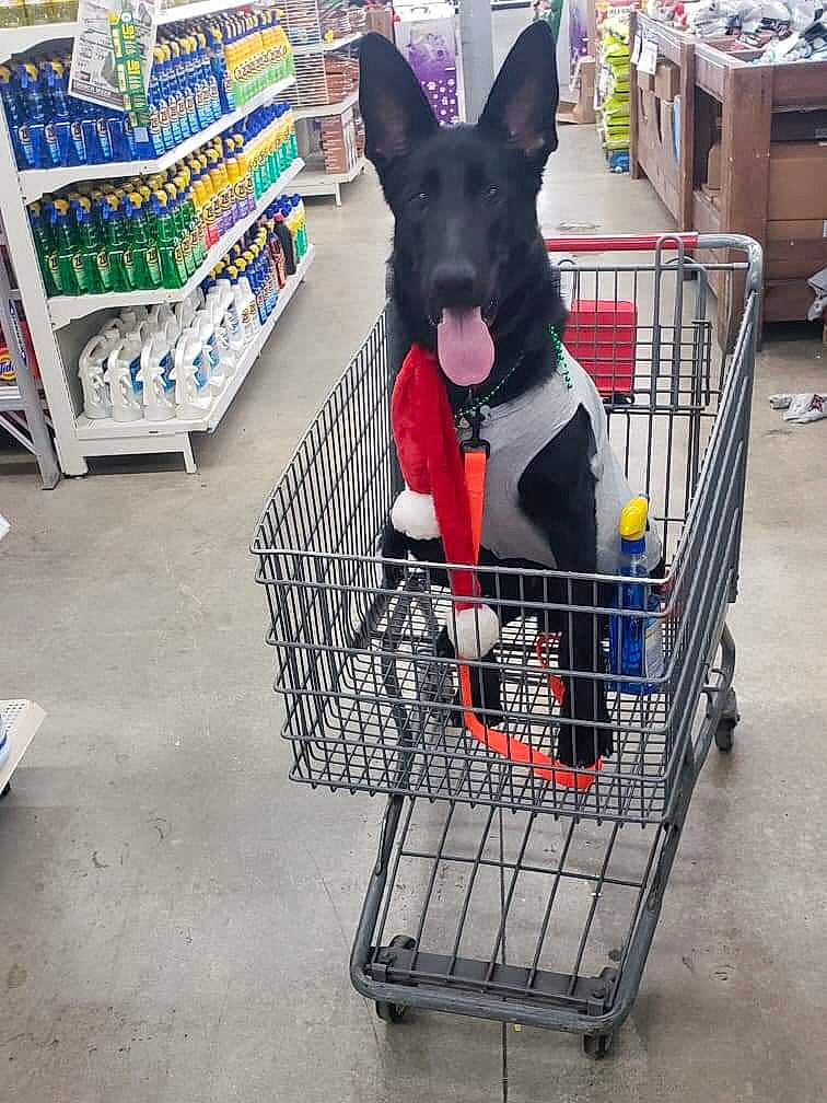 Sarge is registered to the contest to win money with this photo: cart, collar, companion_dog, convenience_store, customer, dog, dog_breed, dog_supply, mammal, pet_supply, product, retail, service, shelf, shopping, shopping_cart, supermarket, toy_dog, white, working_animal
