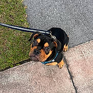 Romeo joined the competition — help win amazing prizes! adorable, animal, black_and_tan, canine, collar, curious, cute, dog, ears, grass, leash, looking_up, outdoor, pavement, pet, puppy, sidewalk, small_dog, walking, young_dog