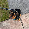 adorable, animal, black_and_tan, canine, collar, curious, cute, dog, ears, grass, leash, looking_up, outdoor, pavement, pet, puppy, sidewalk, small_dog, walking, young_dog