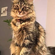 Chamallow a rejoint le concours — aidez-le/la à gagner de superbes lots ! animal, background, cat, collar, cute, domestic, ears, eyes, feline, fluffy, fur, houseplant, indoor, mammal, pet, portrait, sitting, tabby, tag, whiskers