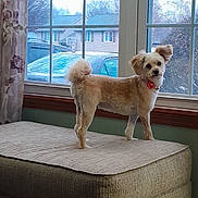 Luna is registered to the contest to win money with this photo: dog, small_dog, pet, indoor, ottoman, window, curious, fluffy, collar, flower_collar, suburban, house, car, curtain, furniture, alert, standing, ears, tail, light