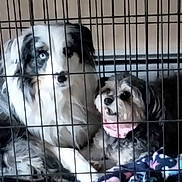 Shiloh And Bella joined the competition — help win amazing prizes! dog, crate, pet, animal, collar, blanket, indoor, resting, companionship, fur, cage, blue_eyes, cute, two_dogs, domestic_animal, friendship, closeup, furry, guarded, relaxed