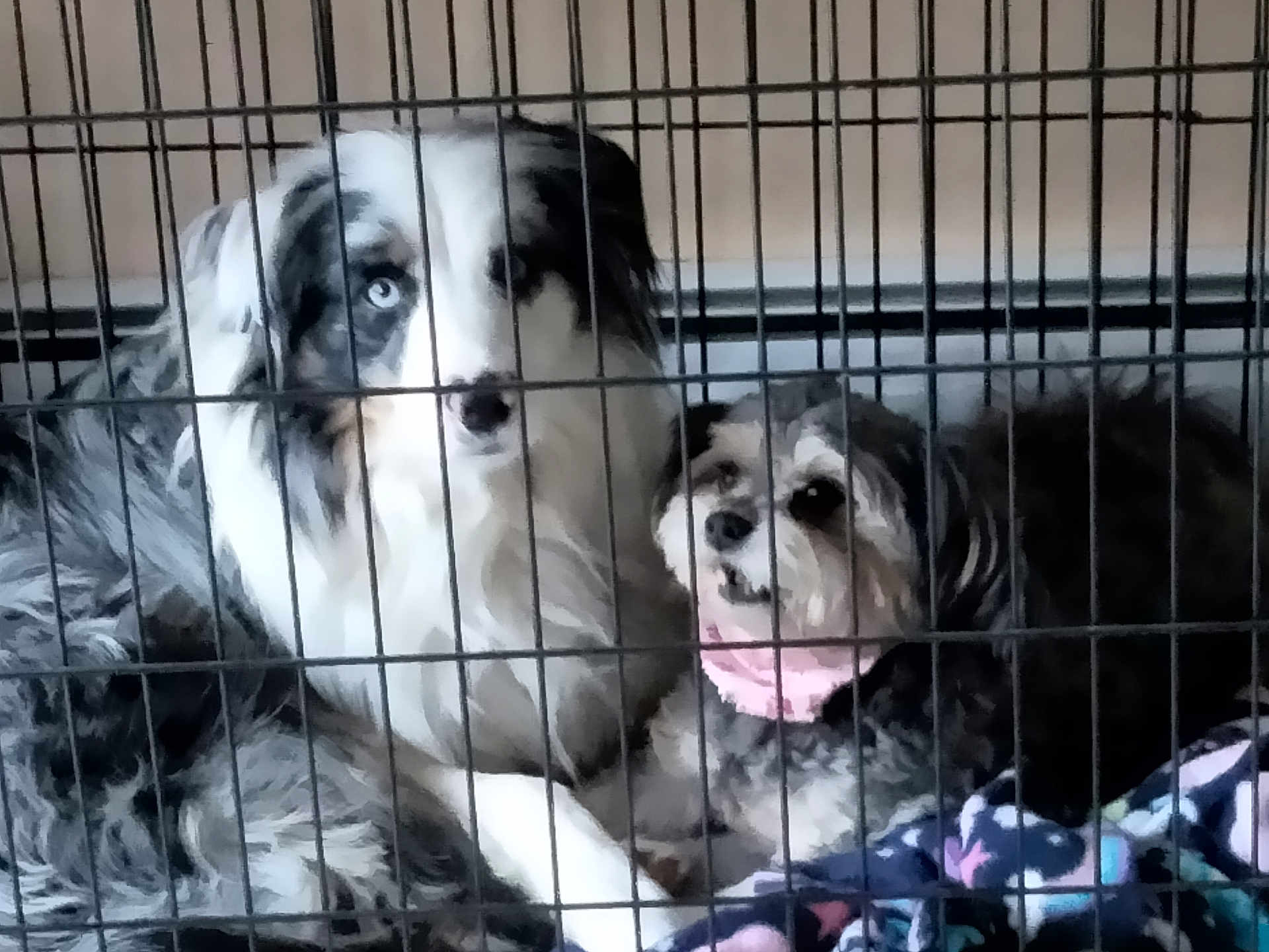 Shiloh And Bella