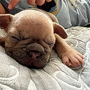 Rocky is registered to the contest to win money with this photo: puppy, sleeping, hand, ring, quilt, close_up, pet, domestic_animal, fur, cute, relaxation, nap, bed, young_dog, animal_paw, human_hand, texture, soft, indoors, resting