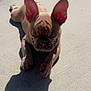 dog, puppy, french_bulldog, sunlight, shadow, ears, closed_eyes, concrete, outdoor, pet, animal, cute, small, resting, relaxed, brown, short_hair, daylight, adorable, canine